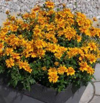 Біденс Bee Happy Double Orange  400 фото