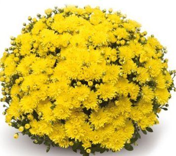 Хризантема мультифлора Amiko Yellow&nbsp;, Відкрита коренева система (викопані з грунту) 757 фото