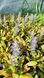 Аюга feathered friends fancy finch 438 фото 3
